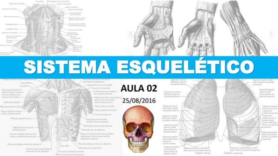 02   sistema esquelético