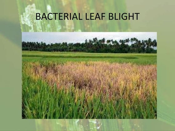 BACTERIAL BLIGHT 