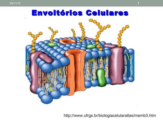 1S  envoltórios celulares e  transportes nov 2015