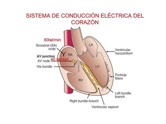 Antiarritmicos