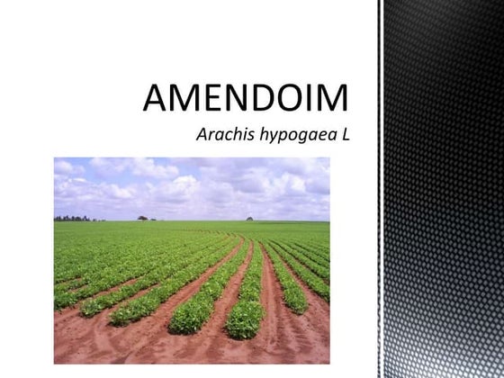 Amendoim