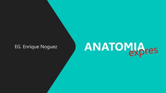 ANATOMIA EXPRES.pptx