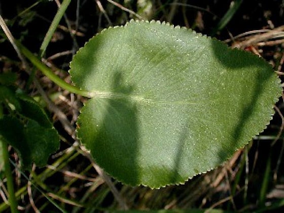 Anatomi daun