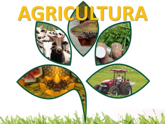 Tipos de produção agrícola - extensiva e intensiva