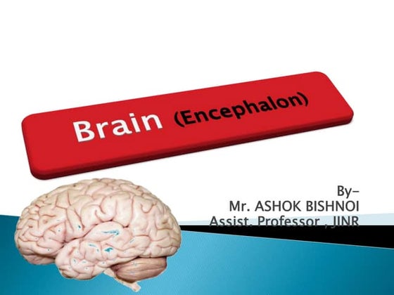 ppt on Brain
