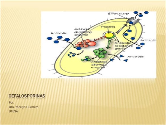 Cefalosporinas