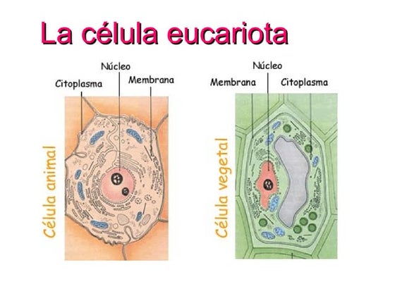 Celula eucariota