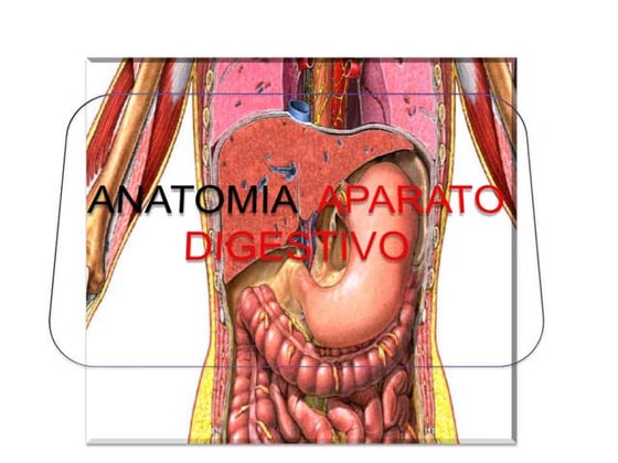 Cfakepathaparatodigestivo 090829112343-phpapp02
