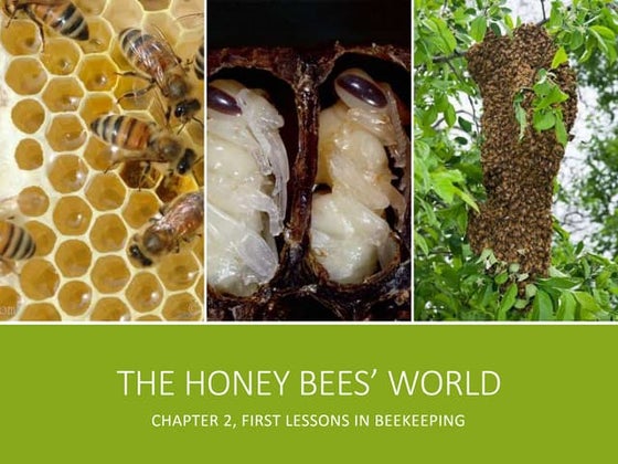 Ch 2 The Honey Bee's World, PPT by Dr. Kristen Healy, Entomologist, LSU AgCenter