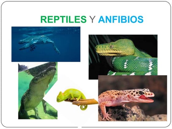 Clasificación de los reptiles y anfibios