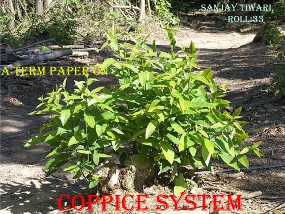 Coppice system  sanjay tiwari