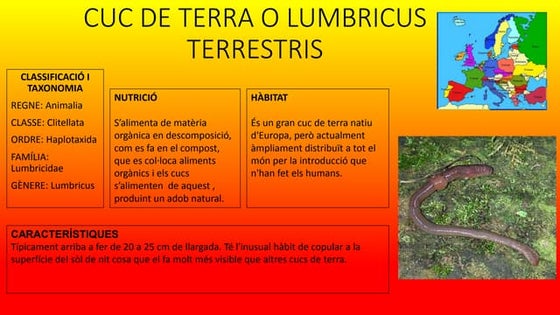 Cuc de terra