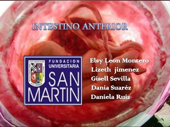 Desarrollo del intestino anterior embriologia