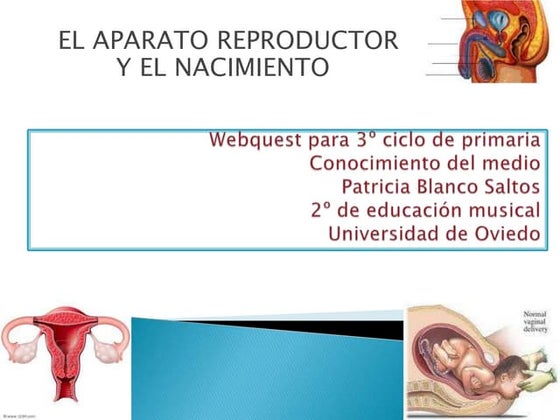 El aparato reproductor