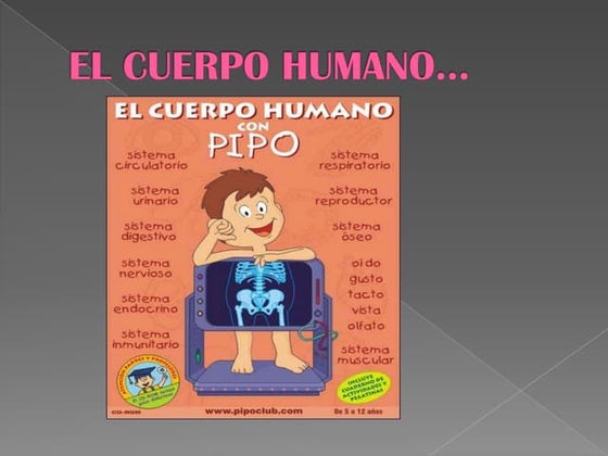 El cuerpo humano. karina samper 1 a