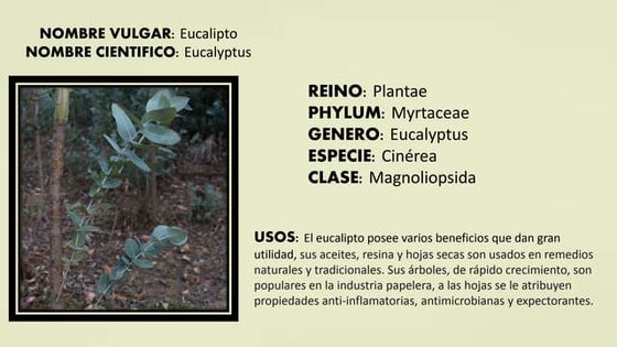 El eucalipto tr