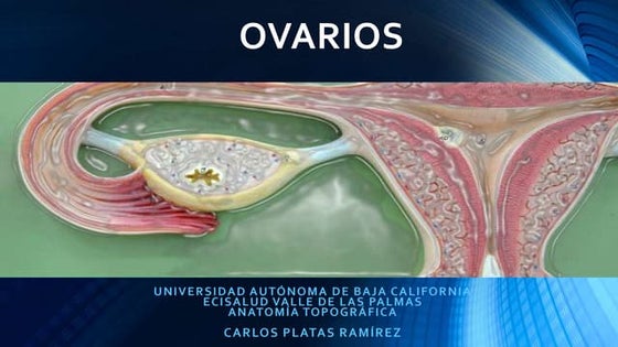 Anatomia del ovario