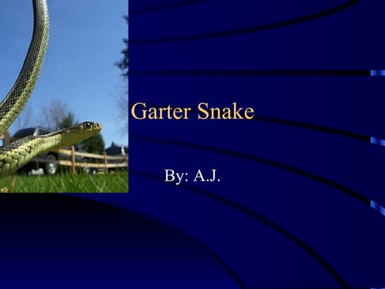 Garter Snake by A.J.Delorme