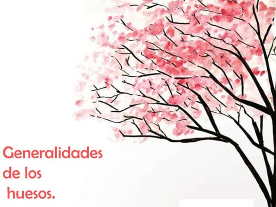 Generalidades de los huesos