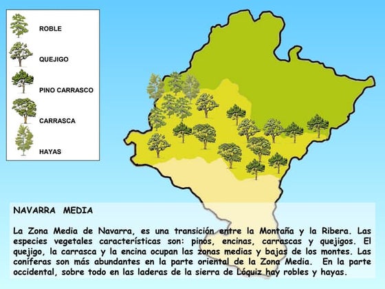 La vegetación z. media