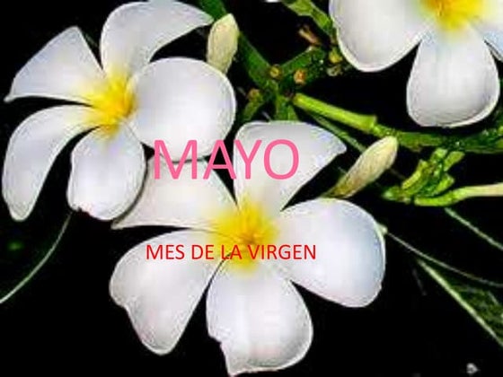 Mayo