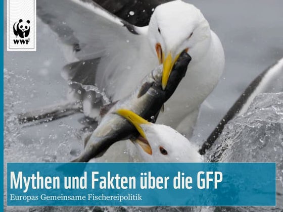 Mythen und Fakten der Gemeinsamen Fischereipolitik der EU