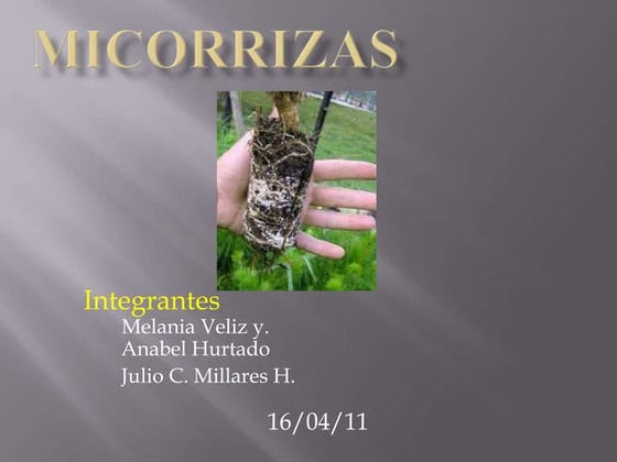Micorrizas