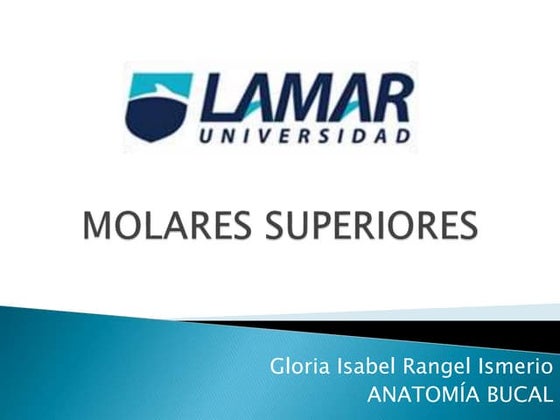Molares superiores