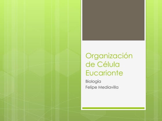 Organización De Célula Eucarionte