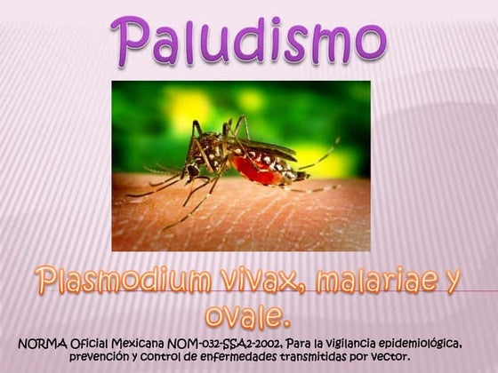 Paludismo 110329224305-phpapp01