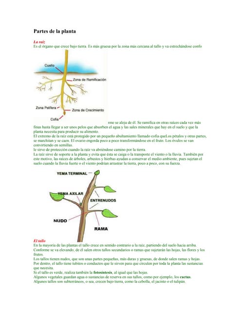 Partes de la planta