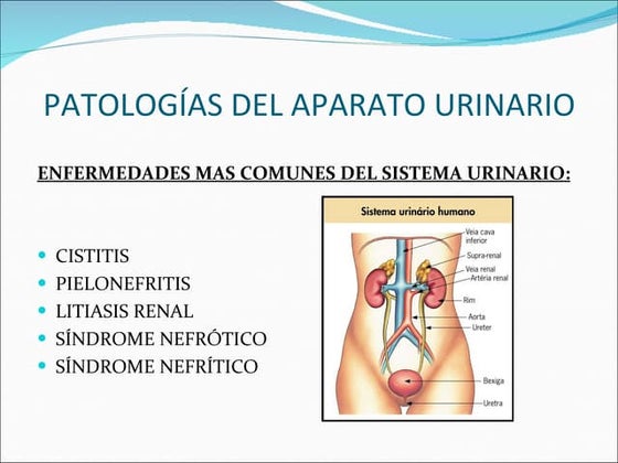 Aparato urinario patologias