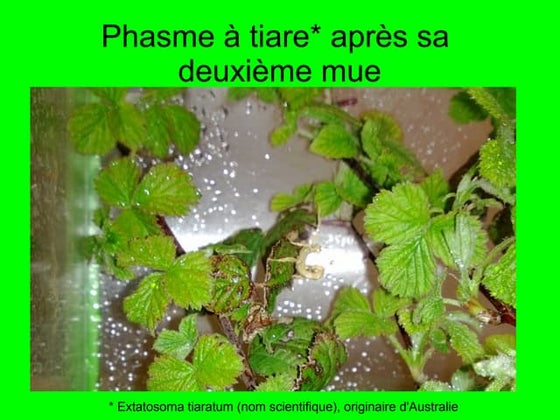 Phasmes svt-18avril2013