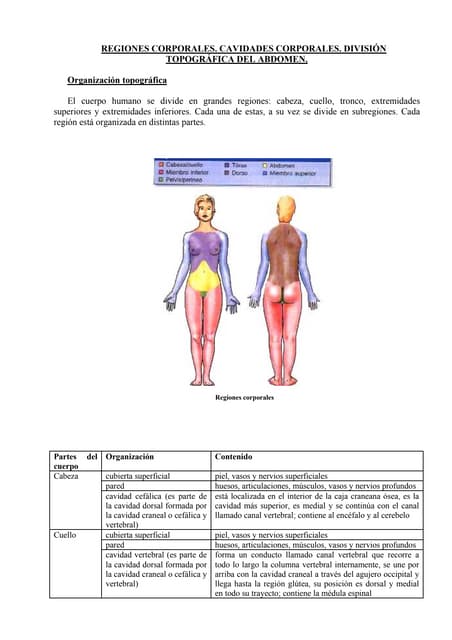Regiones corporales