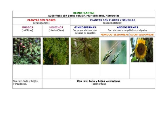 Reino Plantas previo