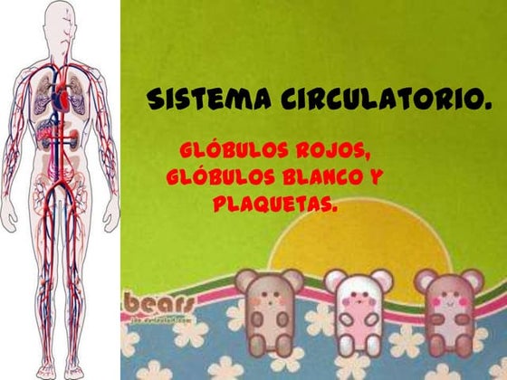 Sistema circulatorio
