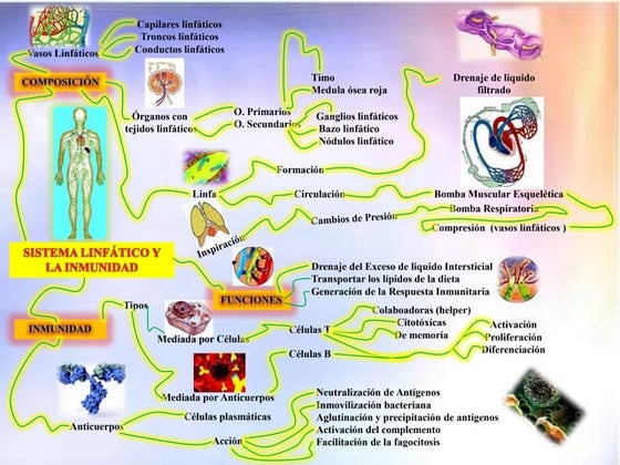 Sistema linfatico