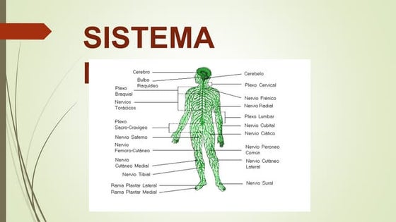 Sistema motor