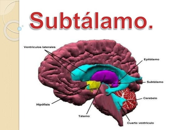 Subtálamo, partes 
