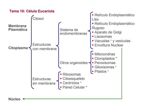 Tema 10 eucariotas