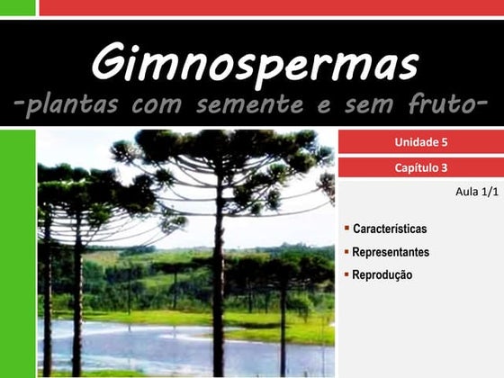V.3 Gimnospermas