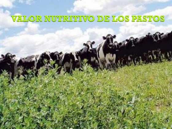 Valor pastos