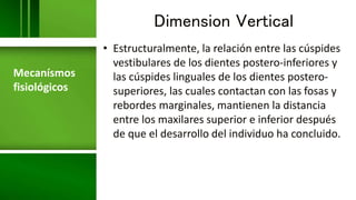 Dimension Vertical
• Estructuralmente, la relación entre las cúspides
vestibulares de los dientes postero-inferiores y
las cúspides linguales de los dientes postero-
superiores, las cuales contactan con las fosas y
rebordes marginales, mantienen la distancia
entre los maxilares superior e inferior después
de que el desarrollo del individuo ha concluido.
Mecanísmos
fisiológicos
 