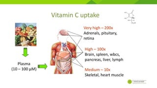 Vitamin C uptake
Plasma
(10 – 100 µM)
High – 100x
Brain, spleen, wbcs,
pancreas, liver, lymph
Medium – 10x
Skeletal, heart muscle
Very high – 200x
Adrenals, pituitary,
retina
 