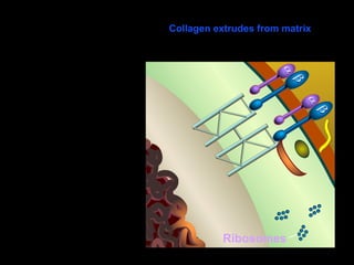 Collagen extrudes from matrix

Ribosomes

 