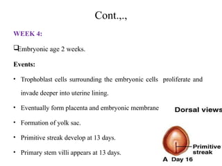 Cont.,.,
WEEK 4:

Embryonic age 2 weeks.
Events:
• Trophoblast cells surrounding the embryonic cells proliferate and
invade deeper into uterine lining.
• Eventually form placenta and embryonic membrane.
• Formation of yolk sac.
• Primitive streak develop at 13 days.
• Primary stem villi appears at 13 days.
 