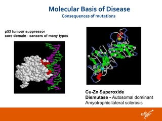 Molecular Basis of Disease
Consequences of mutations

p53 tumour suppressor
core domain - cancers of many types

Cu-Zn Superoxide
Dismutase - Autosomal dominant
Amyotrophic lateral sclerosis

 
