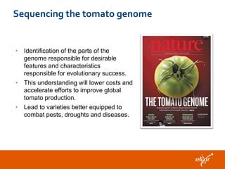 Sequencing the tomato genome

• Identification of the parts of the
genome responsible for desirable
features and characteristics
responsible for evolutionary success.
• This understanding will lower costs and
accelerate efforts to improve global
tomato production.
• Lead to varieties better equipped to
combat pests, droughts and diseases.

 