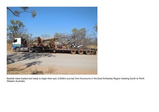 Baobab trees loaded and ready to begin their epic 3,500km journey from Kununurra in the East Kimberley Region heading South to Perth
Western Australia.
 
