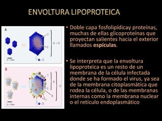 • Doble capa fosfolipídicay proteínas,
muchas de ellas glicoproteínas que
proyectan salientes hacia el exterior
llamados espículas.
• Se interpreta que la envoltura
lipoproteica es un resto de un
membrana de la célula infectada
donde se ha formado el virus, ya sea
de la membrana citoplasmática que
rodea la célula, o de las membranas
internas como la membrana nuclear
o el retículo endoplasmático
 